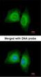 Microtubule Affinity Regulating Kinase 1 antibody, NBP1-33409, Novus Biologicals, Immunofluorescence image 