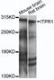 Inositol 1,4,5-Trisphosphate Receptor Type 1 antibody, 15-320, ProSci, Western Blot image 