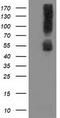 Sequestosome 1 antibody, LS-C172546, Lifespan Biosciences, Western Blot image 