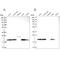 NADH:Ubiquinone Oxidoreductase Subunit A8 antibody, PA5-59642, Invitrogen Antibodies, Western Blot image 