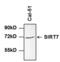 Sirtuin 7 antibody, PA5-13226, Invitrogen Antibodies, Western Blot image 