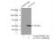 Actin Like 6A antibody, 10341-1-AP, Proteintech Group, Immunoprecipitation image 