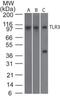 Toll Like Receptor 3 antibody, NBP2-27404, Novus Biologicals, Western Blot image 