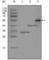 Paternally Expressed 10 antibody, abx011331, Abbexa, Western Blot image 