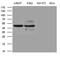 Basic Leucine Zipper Nuclear Factor 1 antibody, M09997, Boster Biological Technology, Western Blot image 