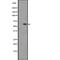 G Protein-Coupled Receptor 148 antibody, PA5-67861, Invitrogen Antibodies, Western Blot image 