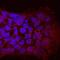 APC Membrane Recruitment Protein 1 antibody, MAB7374, R&D Systems, Immunofluorescence image 