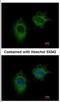 Methylenetetrahydrofolate Dehydrogenase (NADP+ Dependent) 2, Methenyltetrahydrofolate Cyclohydrolase antibody, NBP2-19429, Novus Biologicals, Immunofluorescence image 