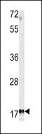 Microfibril Associated Protein 5 antibody, LS-C100906, Lifespan Biosciences, Western Blot image 