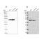 Phosphoribosylaminoimidazole Carboxylase And Phosphoribosylaminoimidazolesuccinocarboxamide Synthase antibody, NBP2-58966, Novus Biologicals, Western Blot image 