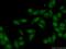 Kin17 DNA And RNA Binding Protein antibody, 12313-1-AP, Proteintech Group, Immunofluorescence image 