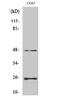 Transforming Growth Factor Beta 3 antibody, PA5-51070, Invitrogen Antibodies, Western Blot image 