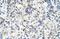 Solute Carrier Family 39 Member 5 antibody, NBP1-69296, Novus Biologicals, Immunohistochemistry frozen image 