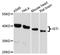 IST1 Factor Associated With ESCRT-III antibody, A9401, ABclonal Technology, Western Blot image 