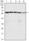 Cell Division Cycle 25C antibody, abx010324, Abbexa, Western Blot image 