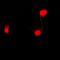 Periphilin 1 antibody, orb215180, Biorbyt, Immunofluorescence image 