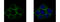 Caveolin 2 antibody, GTX108294, GeneTex, Immunocytochemistry image 