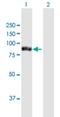 Tetratricopeptide Repeat Domain 12 antibody, H00054970-B01P, Novus Biologicals, Western Blot image 