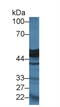 Carboxypeptidase A1 antibody, MBS2028117, MyBioSource, Western Blot image 