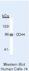 CD44 antibody, MA5-13887, Invitrogen Antibodies, Western Blot image 