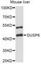 Dual specificity protein phosphatase 6 antibody, STJ23447, St John