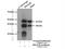 Ras Related GTP Binding B antibody, 13023-1-AP, Proteintech Group, Immunoprecipitation image 