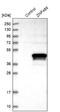 Zinc Finger Protein 488 antibody, NBP1-82006, Novus Biologicals, Western Blot image 