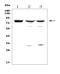 Mannan Binding Lectin Serine Peptidase 2 antibody, A02323-1, Boster Biological Technology, Western Blot image 