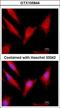 Protein C, Inactivator Of Coagulation Factors Va And VIIIa antibody, LS-C155242, Lifespan Biosciences, Immunofluorescence image 