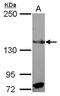 Regulatory Factor X1 antibody, NBP2-20142, Novus Biologicals, Western Blot image 