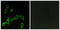 Adrenoceptor Alpha 2A antibody, LS-C120551, Lifespan Biosciences, Immunofluorescence image 