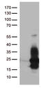 Heparin Binding EGF Like Growth Factor antibody, CF812465, Origene, Western Blot image 