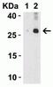 Interleukin 32 antibody, NBP1-76684, Novus Biologicals, Western Blot image 