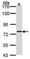 Dipeptidyl Peptidase 8 antibody, orb69969, Biorbyt, Western Blot image 