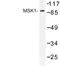 Ribosomal Protein S6 Kinase A5 antibody, LS-C177315, Lifespan Biosciences, Western Blot image 