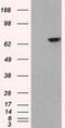 GATA Binding Protein 6 antibody, MA5-24897, Invitrogen Antibodies, Western Blot image 