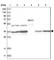 Pyruvate Dehydrogenase E1 Beta Subunit antibody, HPA036745, Atlas Antibodies, Western Blot image 