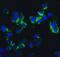 Inhibitor Of Nuclear Factor Kappa B Kinase Subunit Epsilon antibody, 2329, QED Bioscience, Immunofluorescence image 