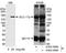 Sister chromatid cohesion protein PDS5 homolog A antibody, NB100-426, Novus Biologicals, Western Blot image 