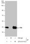 PDZ Binding Kinase antibody, GTX131112, GeneTex, Immunoprecipitation image 