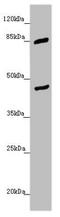 Mitochondrial Transcription Termination Factor 2 antibody, LS-C676083, Lifespan Biosciences, Western Blot image 