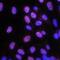 MDS1 And EVI1 Complex Locus antibody, MAB75061, R&D Systems, Immunofluorescence image 