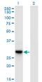 DnaJ Heat Shock Protein Family (Hsp40) Member C27 antibody, MA5-21894, Invitrogen Antibodies, Western Blot image 