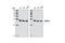 Suppressor Of Cytokine Signaling 3 antibody, 2932S, Cell Signaling Technology, Western Blot image 