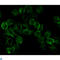 EGFR antibody, LS-C812957, Lifespan Biosciences, Immunocytochemistry image 