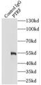 Caveolae Associated Protein 1 antibody, FNab06950, FineTest, Immunoprecipitation image 
