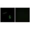 Sodium Channel Epithelial 1 Delta Subunit antibody, A07883-1, Boster Biological Technology, Immunofluorescence image 