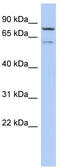 Oxidative Stress Induced Growth Inhibitor 1 antibody, TA342142, Origene, Western Blot image 