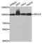 XRCC5 antibody, TA332970, Origene, Western Blot image 