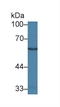 Galactosylceramidase antibody, LS-C299235, Lifespan Biosciences, Western Blot image 